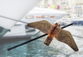 Stop Gull Falcon With 5 Meter Pole