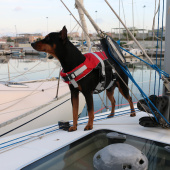 Lalizas Comfy Pet Buoyancy Aids