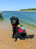 Spinlock DW-FD/M Fido Dog Flotation Aid - Size M