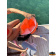Shark Inflatable Watertight Backpack 35L 760×400 mm Orange - Trem B0770028 Shark Inflatable Watertight Backpack 35L 760×400 mm Orange - Trem B0770028