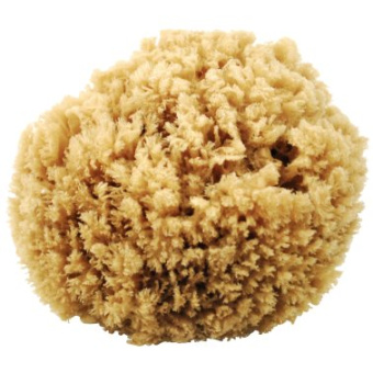  Natural Sponge N 46