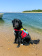 Spinlock DW-FD/S Fido Dog Flotation Aid - Size S